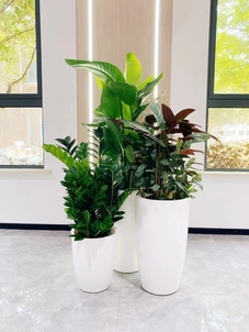 绿色新选择！宁波植物租赁公司大揭秘